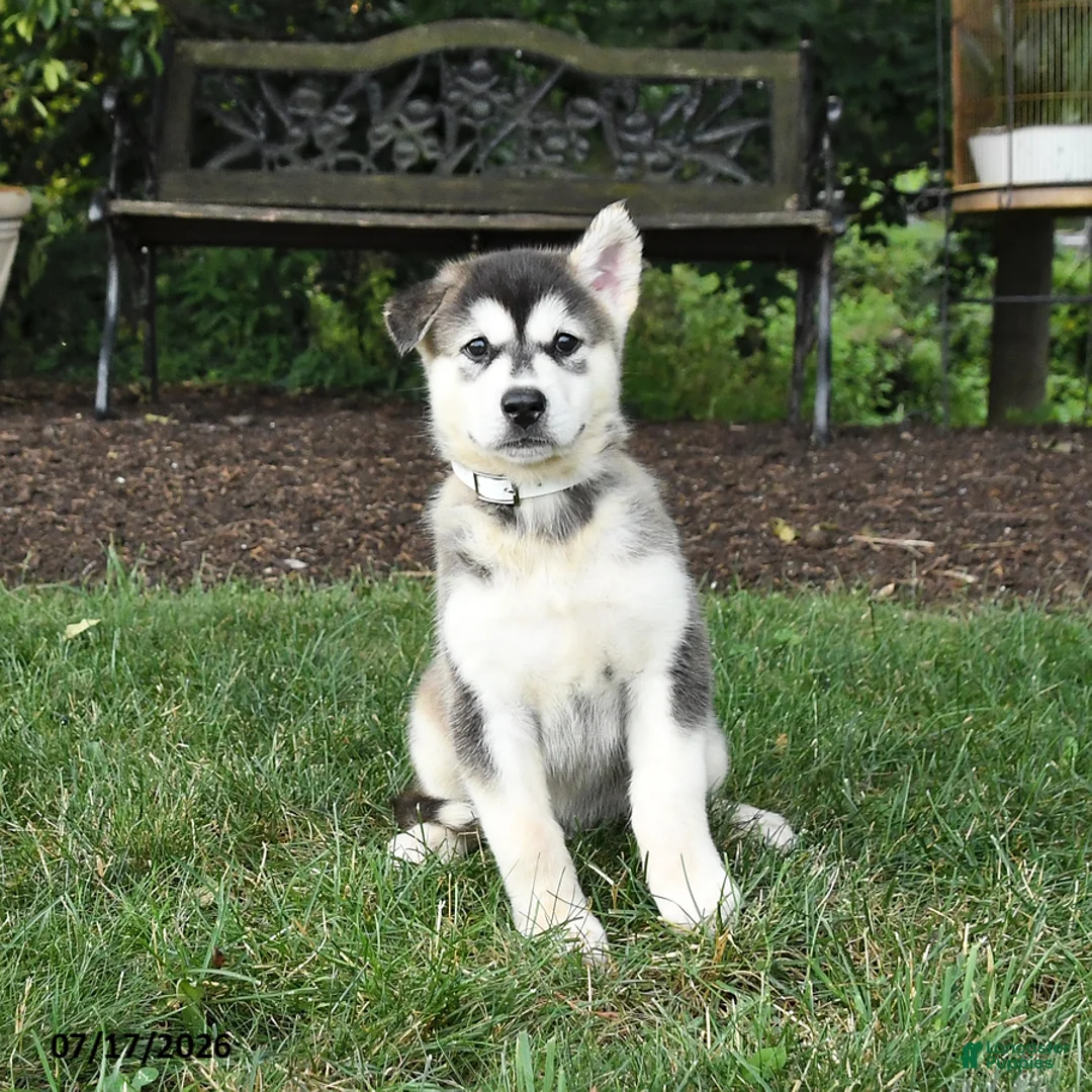 Alaskan Malamute dogs for sale: Skila - Ad 1