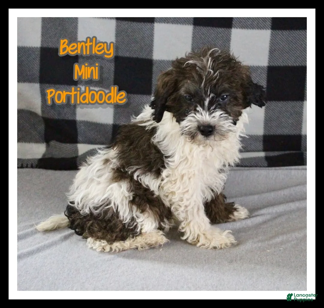 Mixed Breed dogs for sale: Bentley - Ad 1