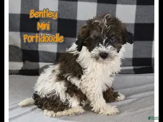 Mixed Breed dogs Bentley - Ad 13