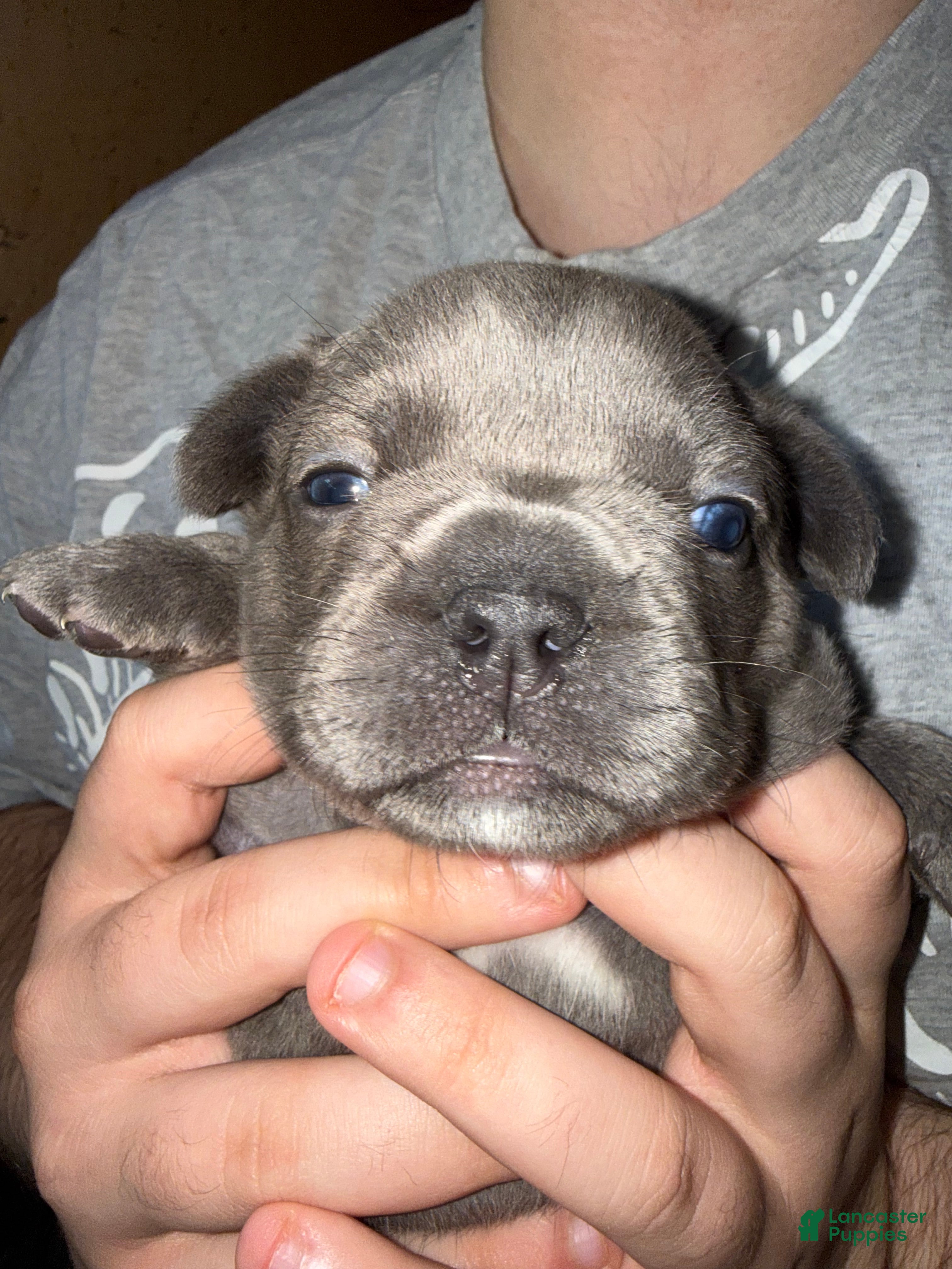 French Bulldog dogs French Bulldog 2 - Ad 29