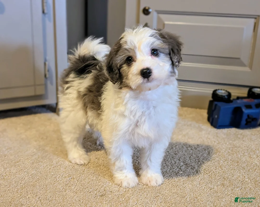 Gallery Image {{count}}