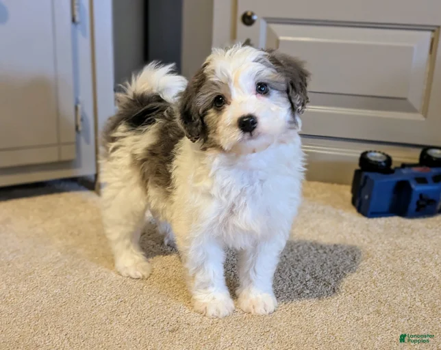 Gallery Image {{count}}