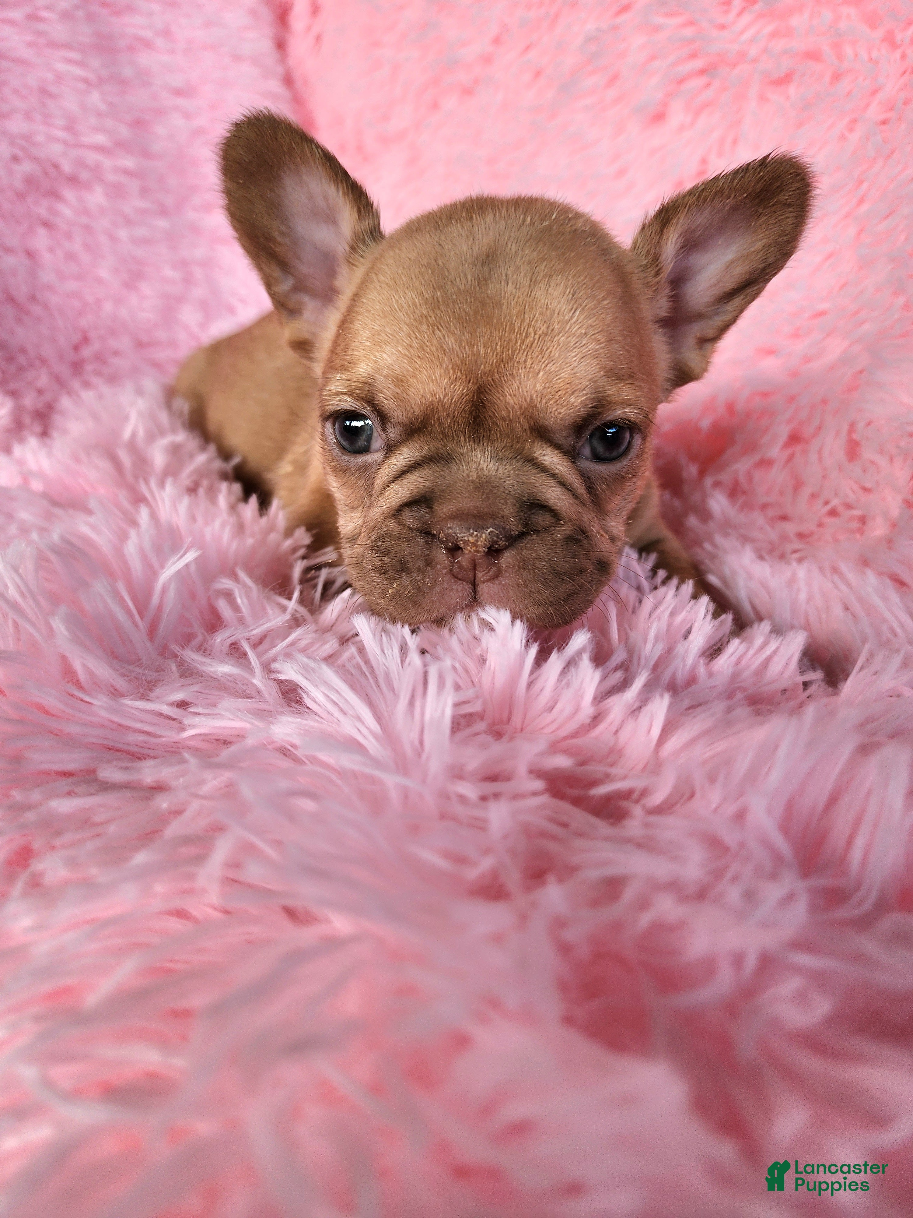 French Bulldog dogs Molly - Ad 2