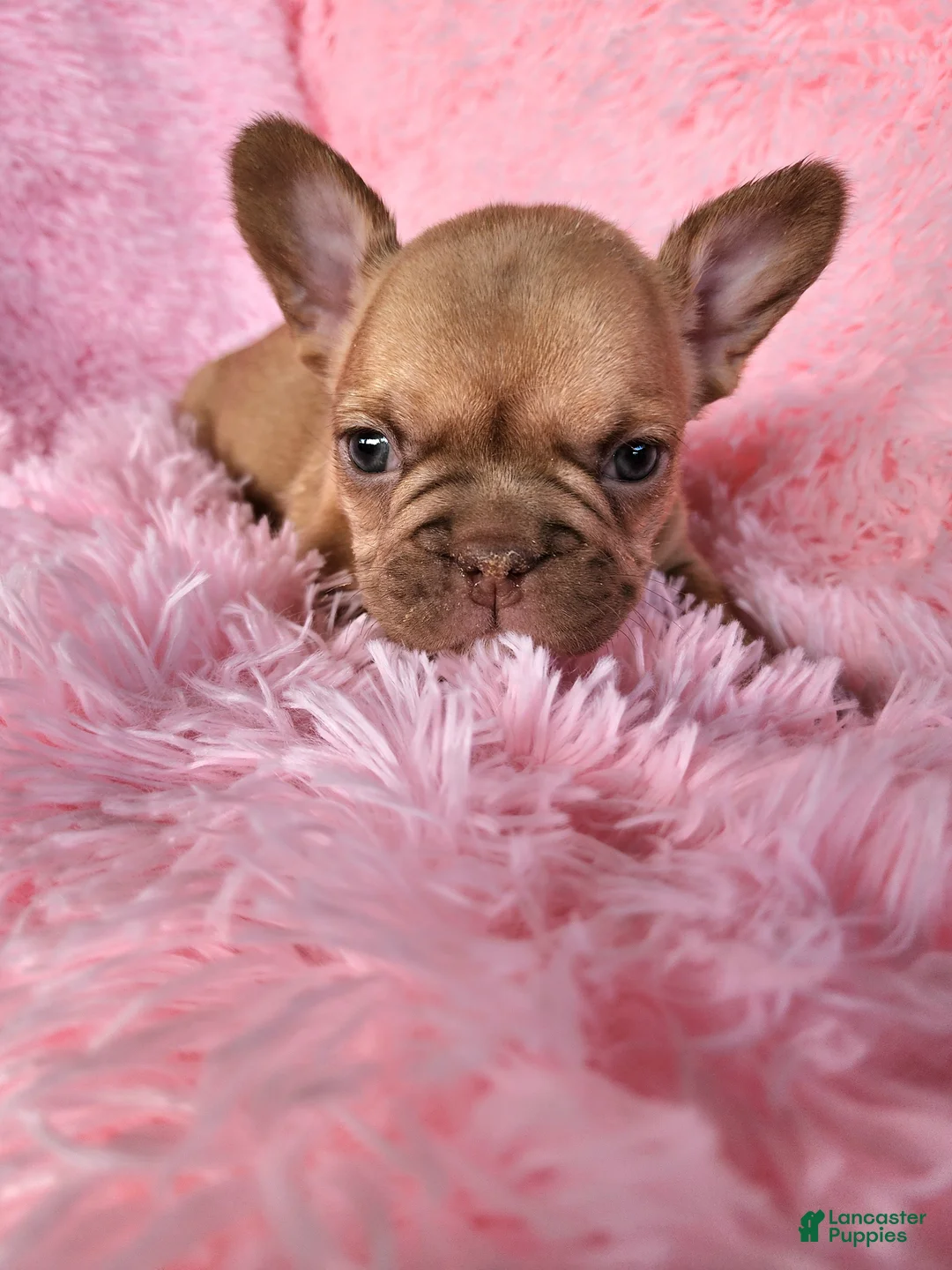 French Bulldog dogs for sale: Molly - Ad 2