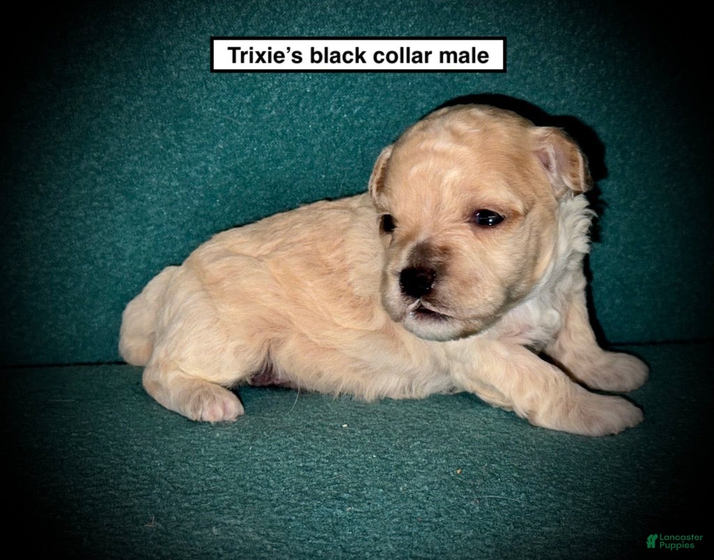 Toy Poodle dogs AKC Trixie's Black Collar Male - Ad 24