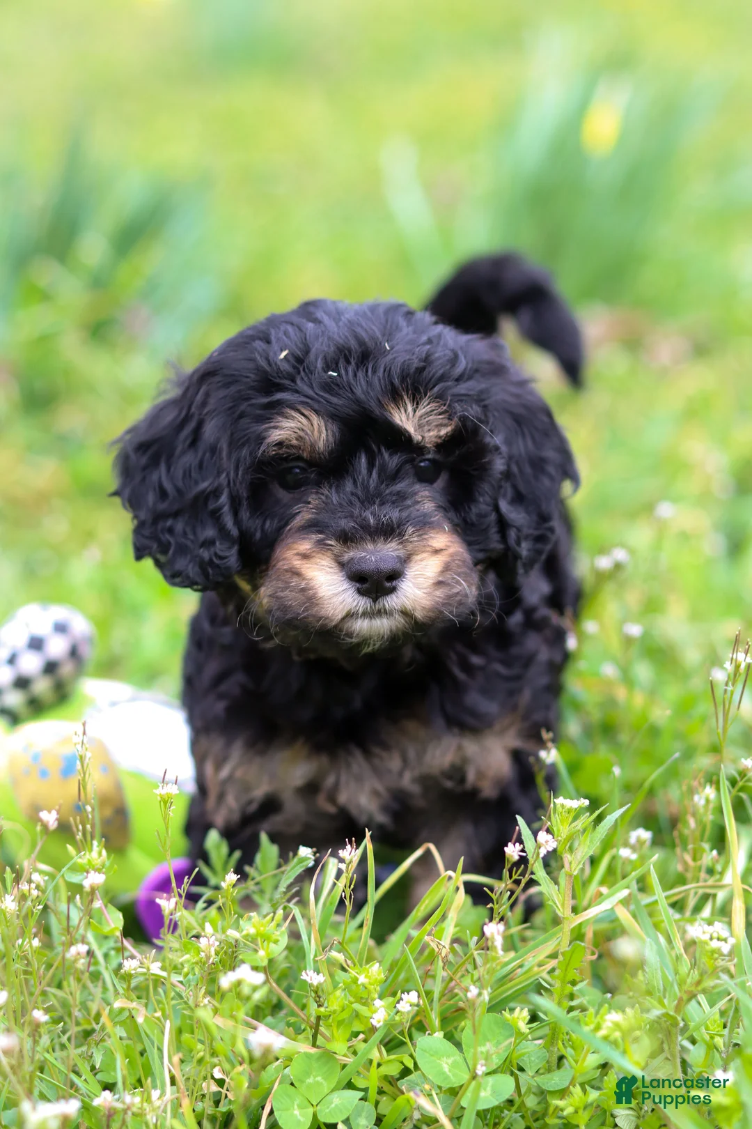 Cavapoo dogs for sale: Cupcake - Ad 2