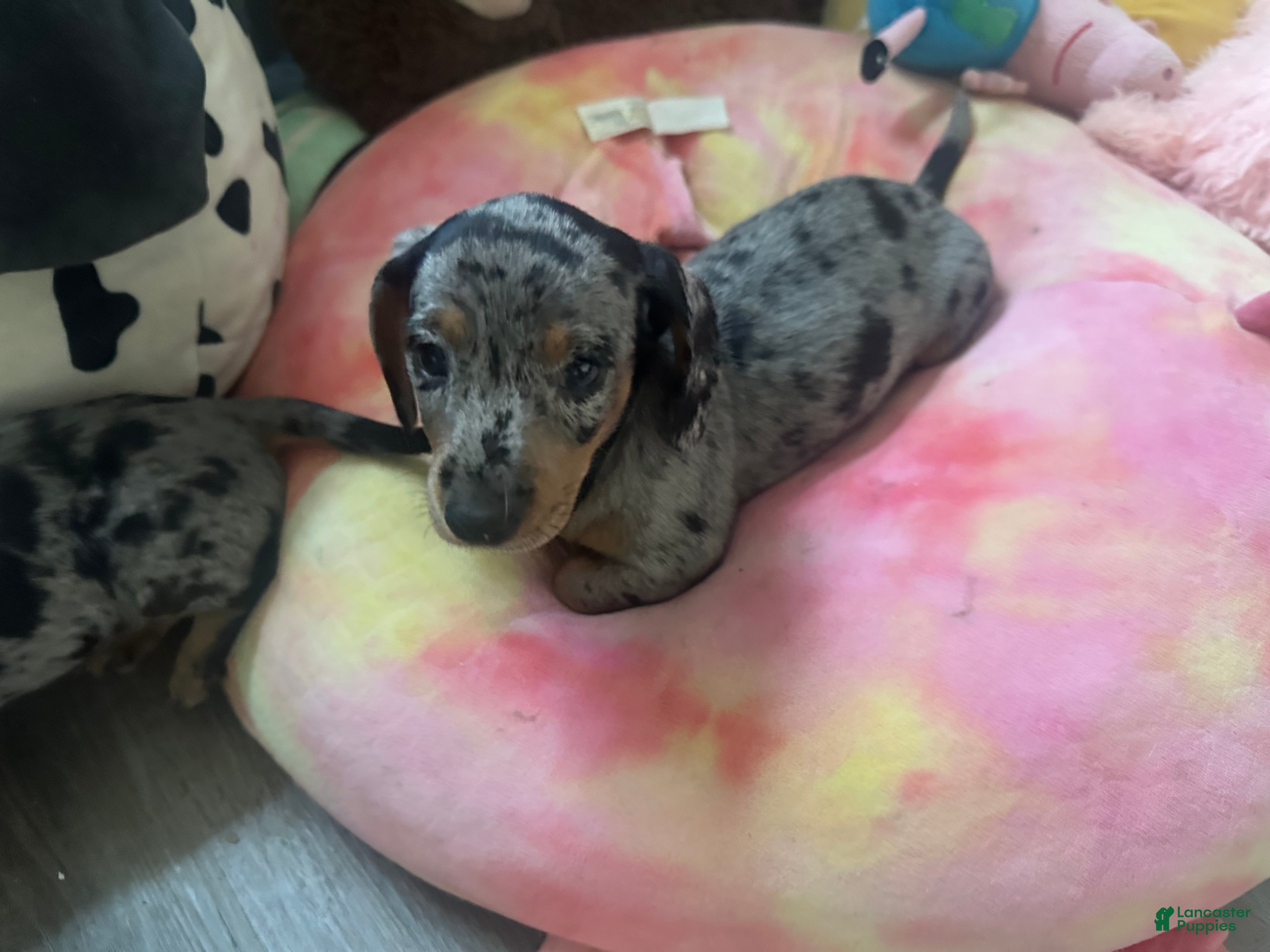 Miniature Dachshund dogs Juliette - Ad 2