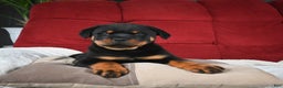 Rottweiler dogs for sale: Griffin / Mocha – Santos Ad-Dirah - Ad 14