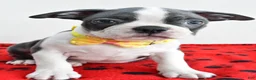 Boston Terrier dogs for sale: Ian - Ad 2