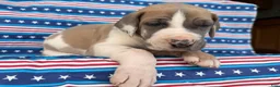 Great Dane dogs for sale: Parker Great Dane  - Ad 8