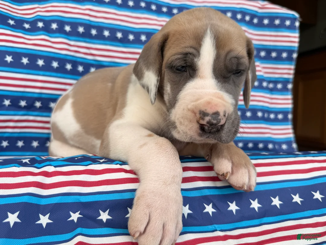 Great Dane dogs for sale: Parker Great Dane  - Ad 8
