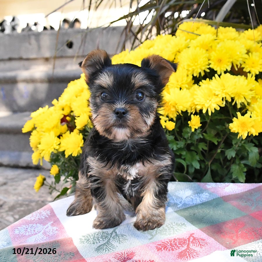 Yorkshire Terrier dogs Bailey - Ad 2