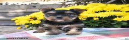 Yorkshire Terrier dogs for sale: Bailey - Ad 2