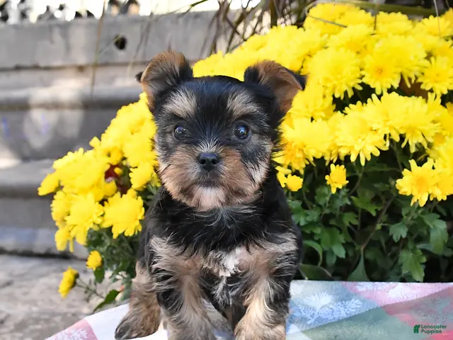 Yorkshire Terrier dogs Bailey - Ad 2