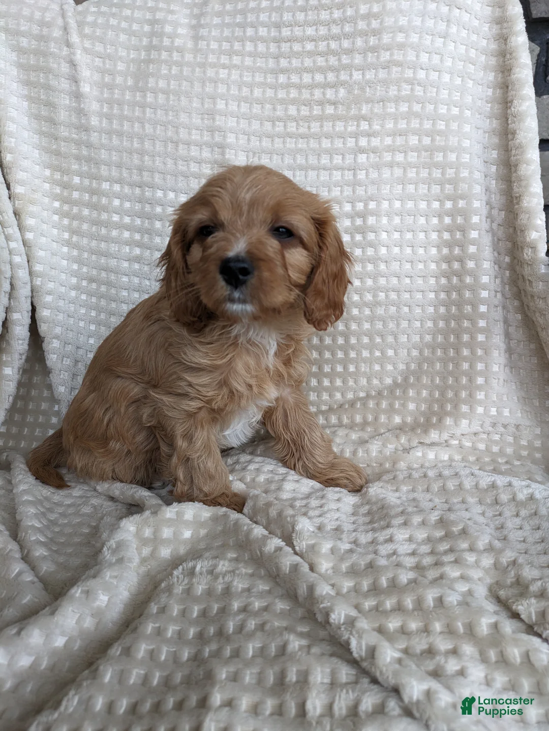 Cavapoo dogs for sale: Hunter  - Ad 3