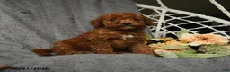 Goldendoodle dogs for sale: Harky - Ad 5