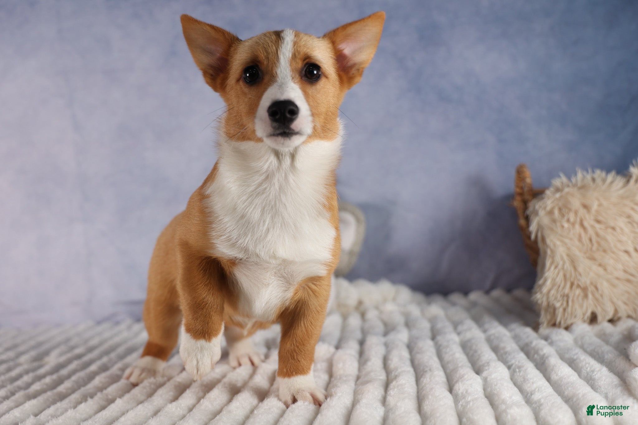 Welsh Corgi Pembroke dogs Yara ❤️ - Ad 2