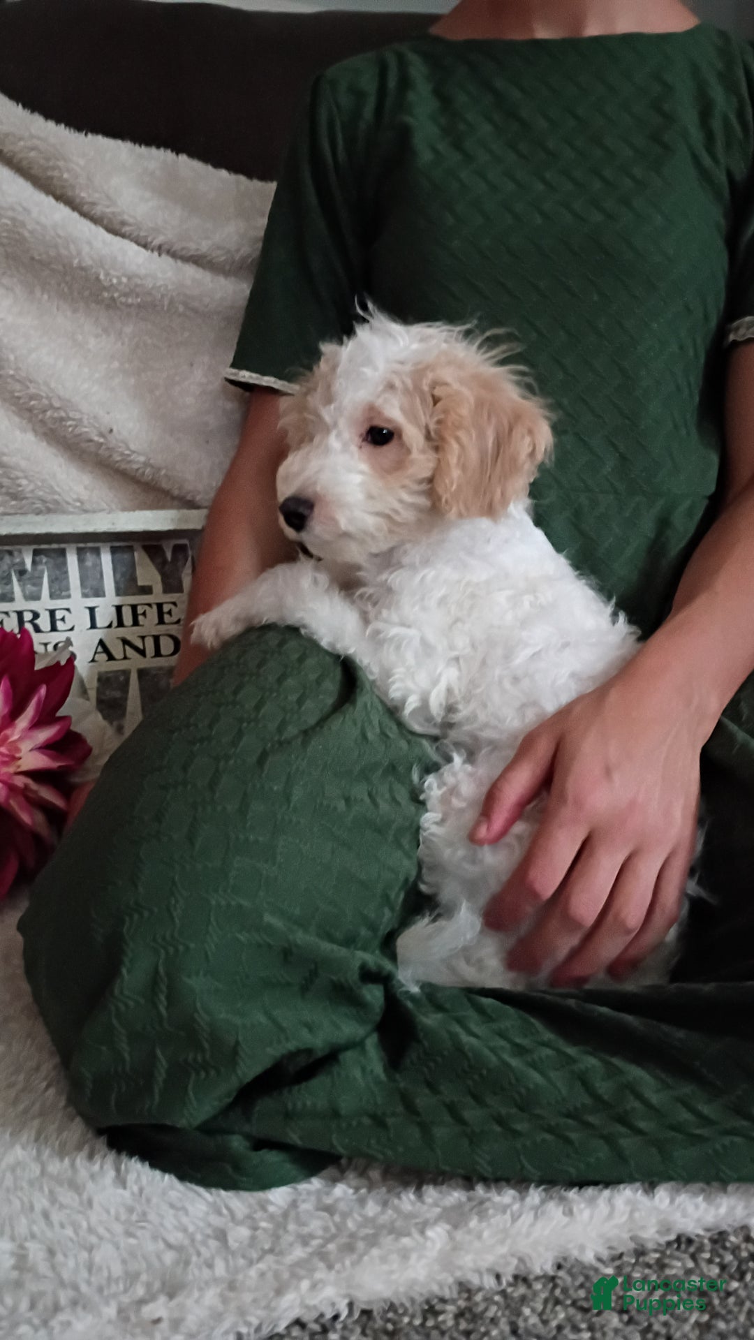 Daisy for sale in Coatesville Lancaster Puppies