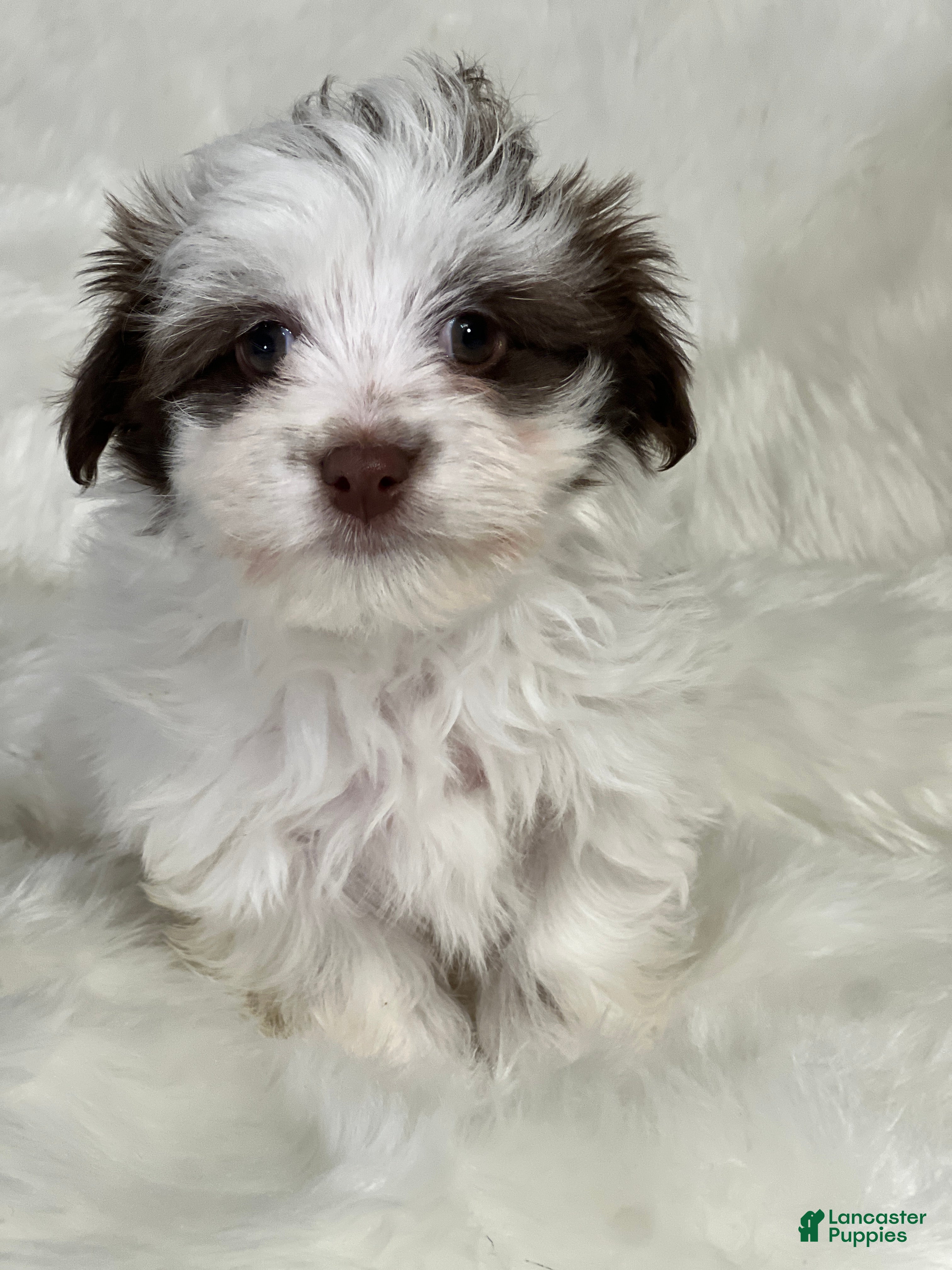 Havanese dogs Panda Girl - Ad 36