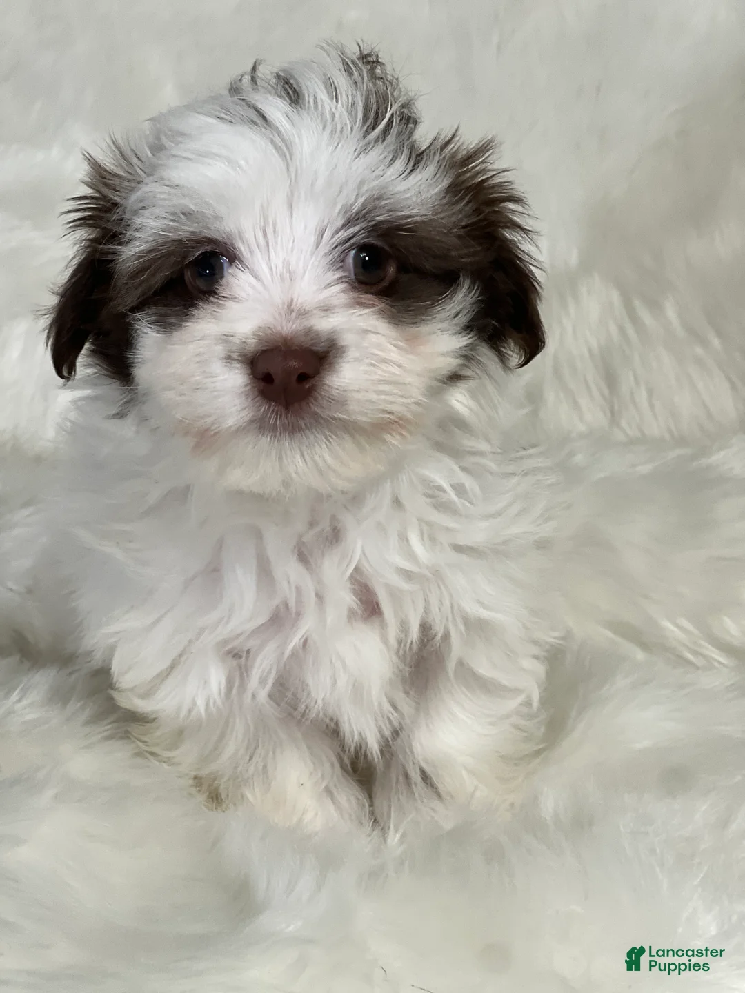 Havanese dogs for sale: Panda Girl - Ad 1
