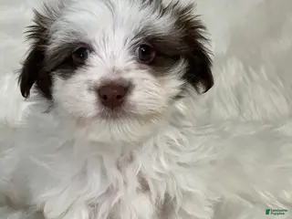 Havanese dogs Panda Girl - Ad 36