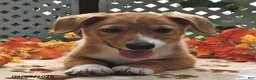 Welsh Corgi Pembroke dogs for sale: Dexter - Ad 3