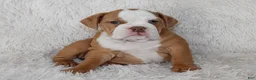 English Bulldog dogs for sale: Kallie - Ad 4