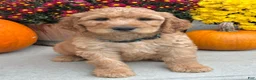 Irish Doodle dogs for sale: Cody - Ad 11