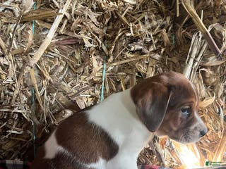 Mixed Breed dogs Holly - Ad 26