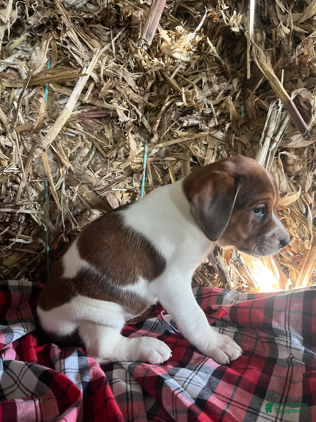 Mixed Breed dogs for sale: Holly - Ad 1