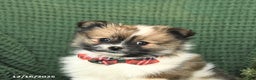 Pomeranian dogs for sale: Diane - Ad 5