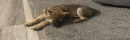 Shiba Inu dogs for sale: Shiba Inu 1 - Ad 4
