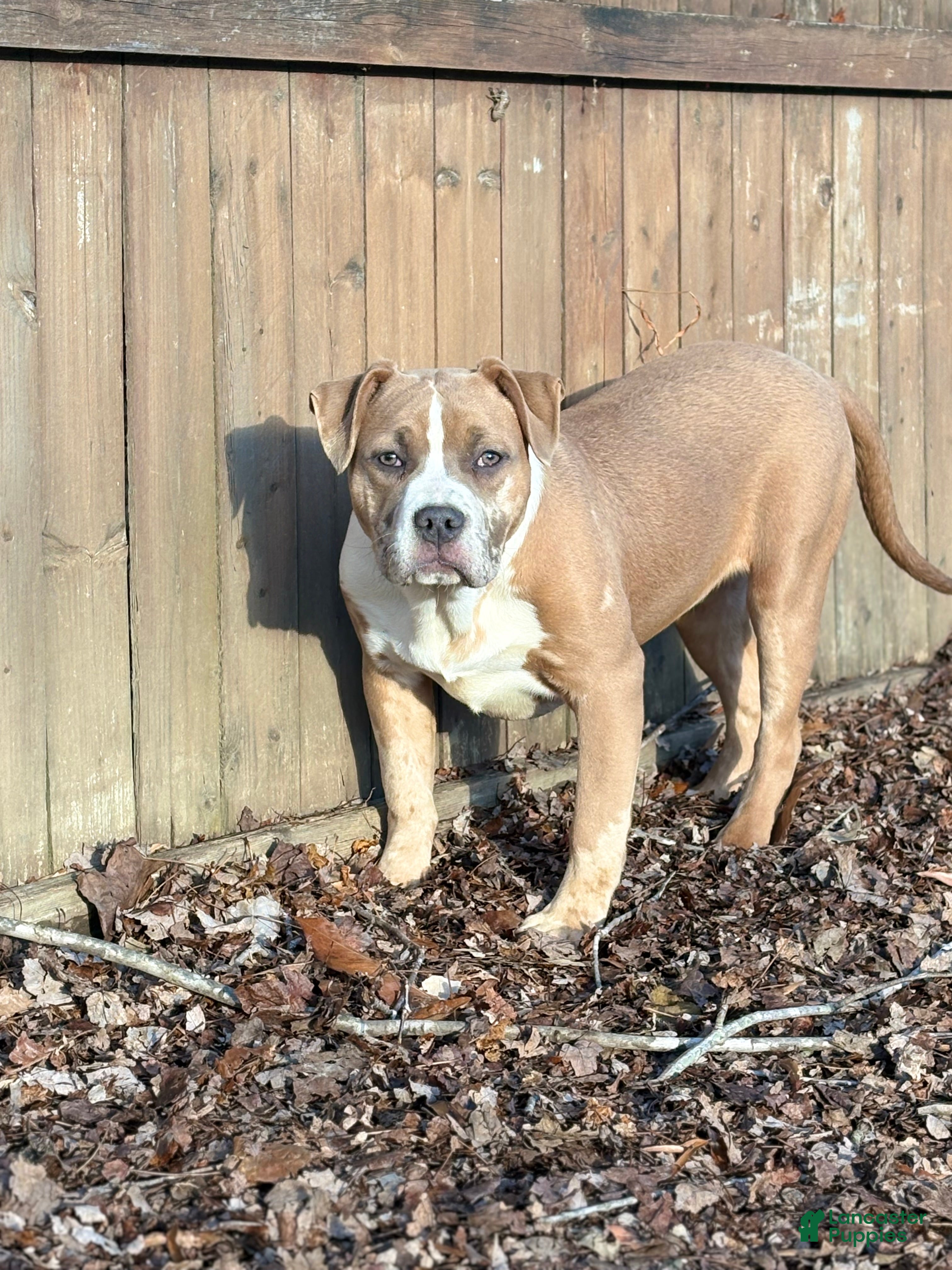 American Bully dogs Xena - Ad 16