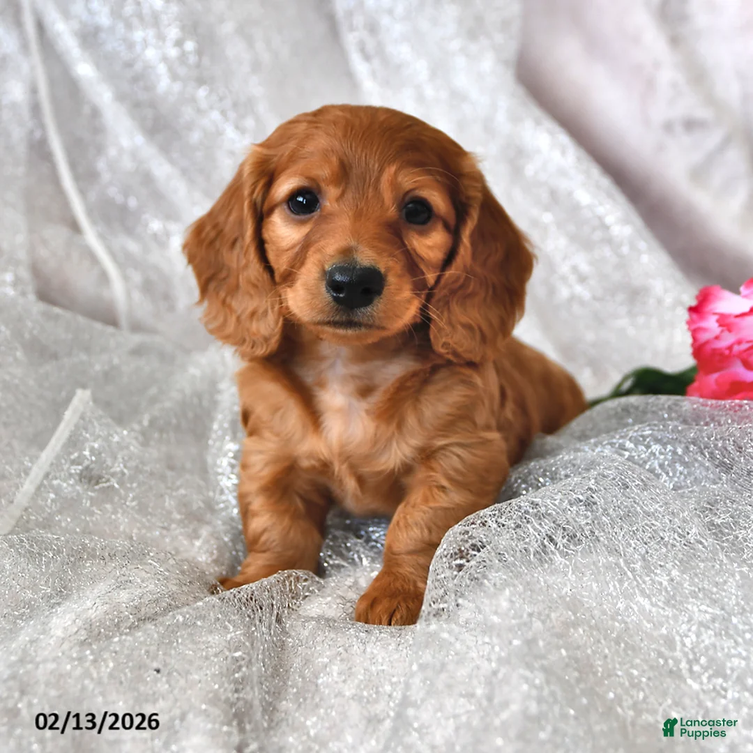 Miniature Dachshund dogs for sale: Peter - Ad 1