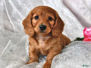Miniature Dachshund dogs Peter - Ad 17