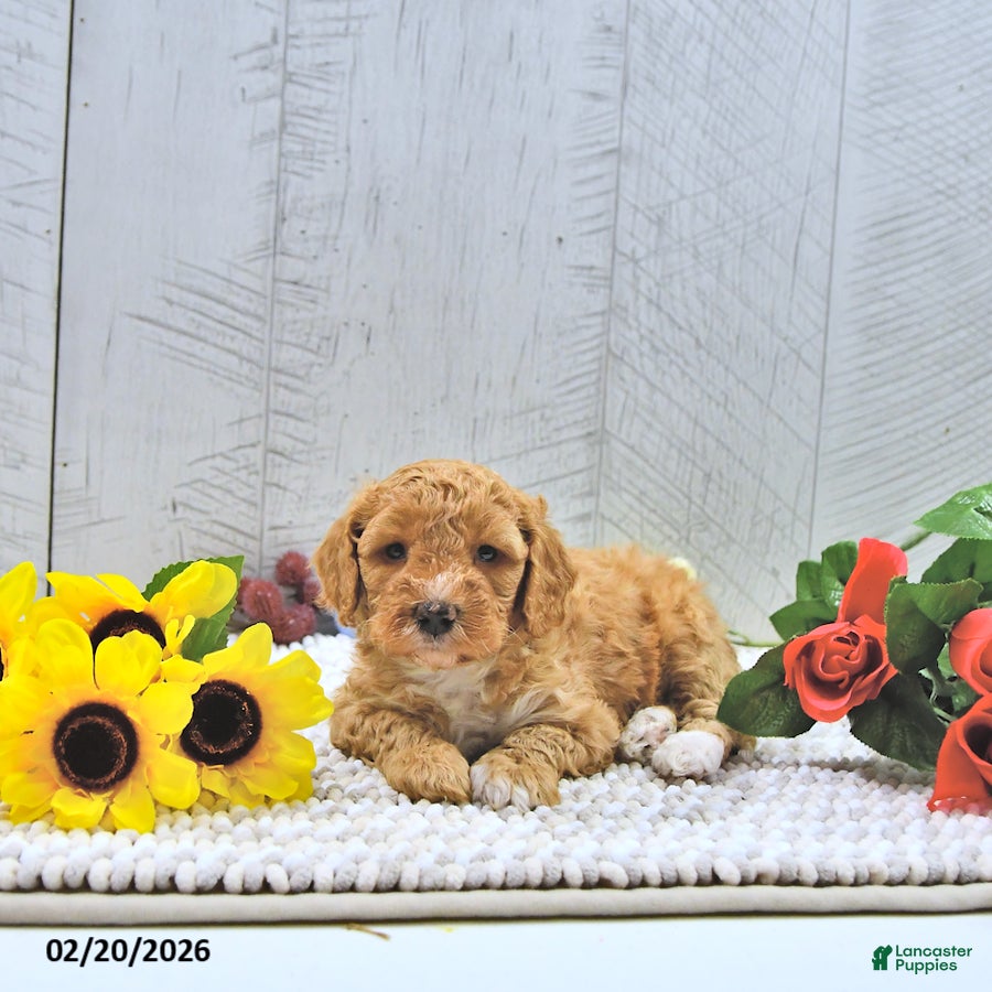 Mini Goldendoodle dogs Fido - Ad 1