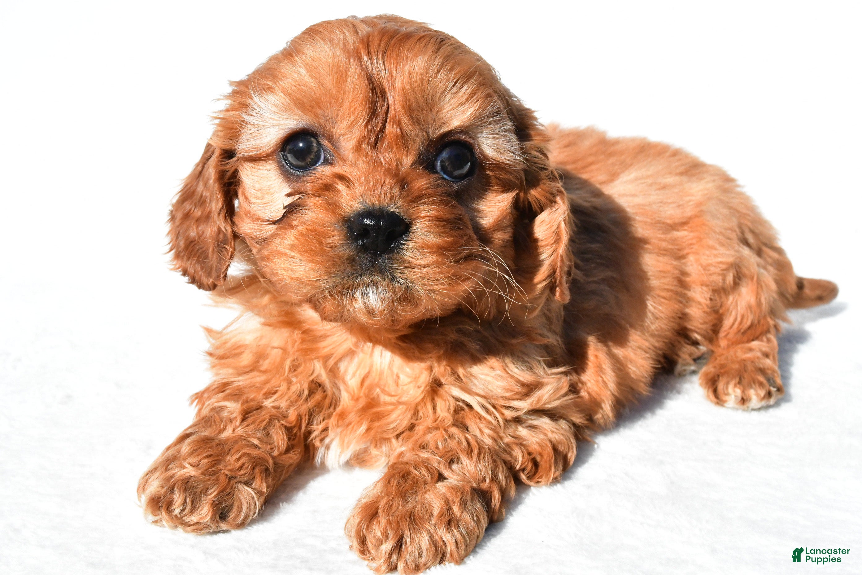 Cavapoo dogs Denver - Ad 1