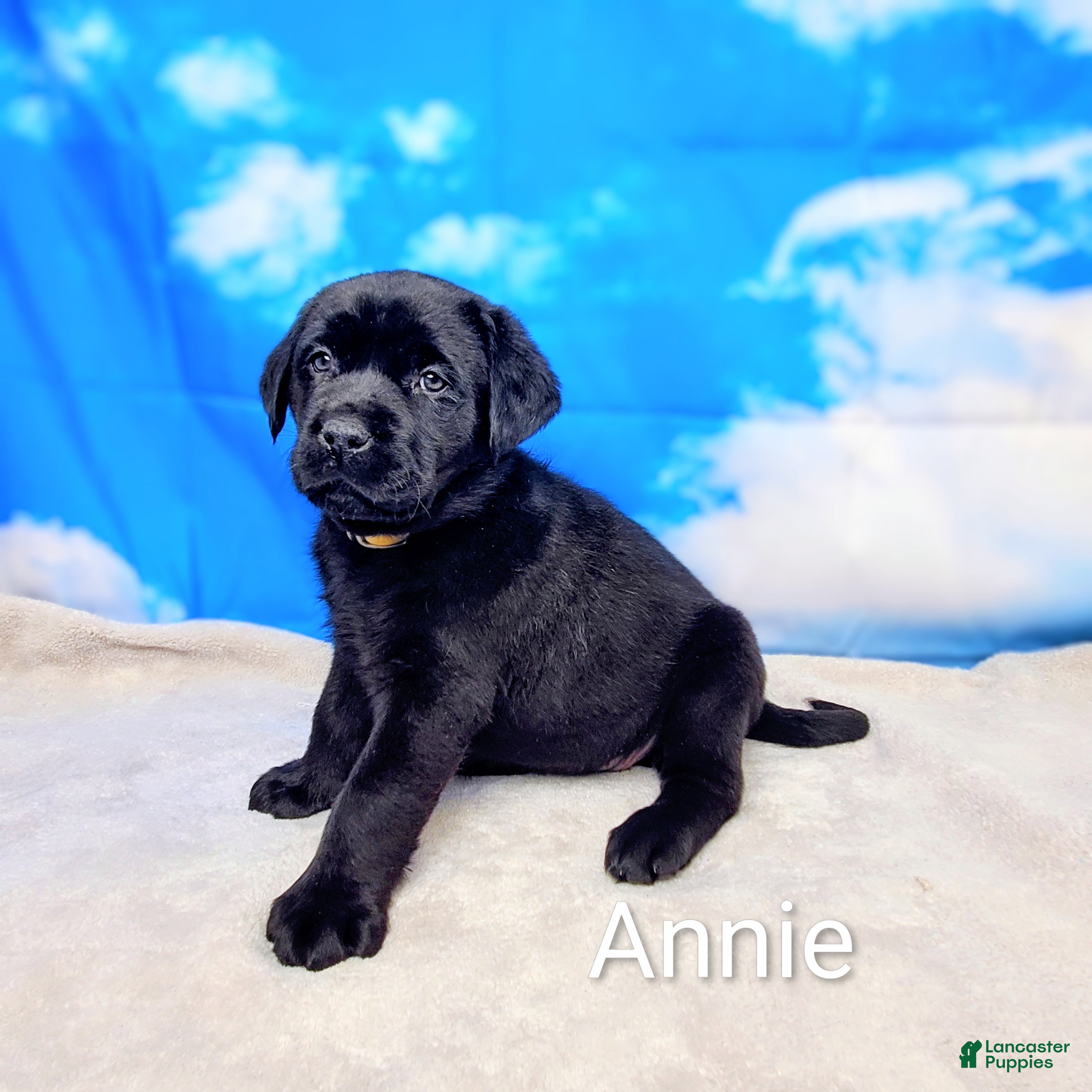 Labrador Retriever dogs Annie - Ad 2