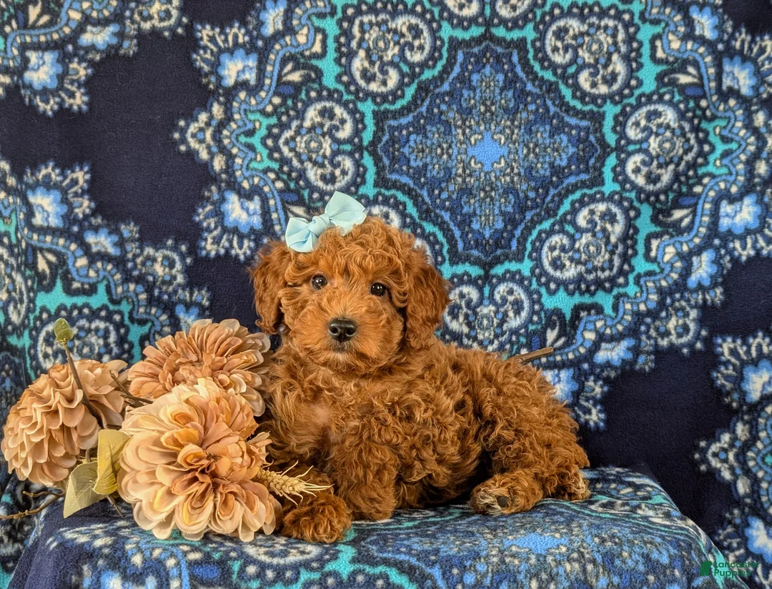 Miniature Labradoodle dogs for sale: Charlene Hypoallergenic - Ad 4