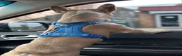 French Bulldog dogs for stud: King Midas (King) - Stud - Ad 6