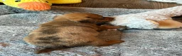 Dachshund dogs for sale: Dachshund 1 - Ad 20