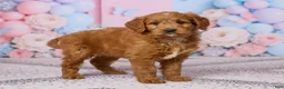 Mini Goldendoodle dogs for sale: Lilac - Ad 4