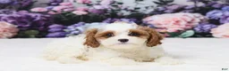 Cavapoo dogs for sale: Matt - Ad 3