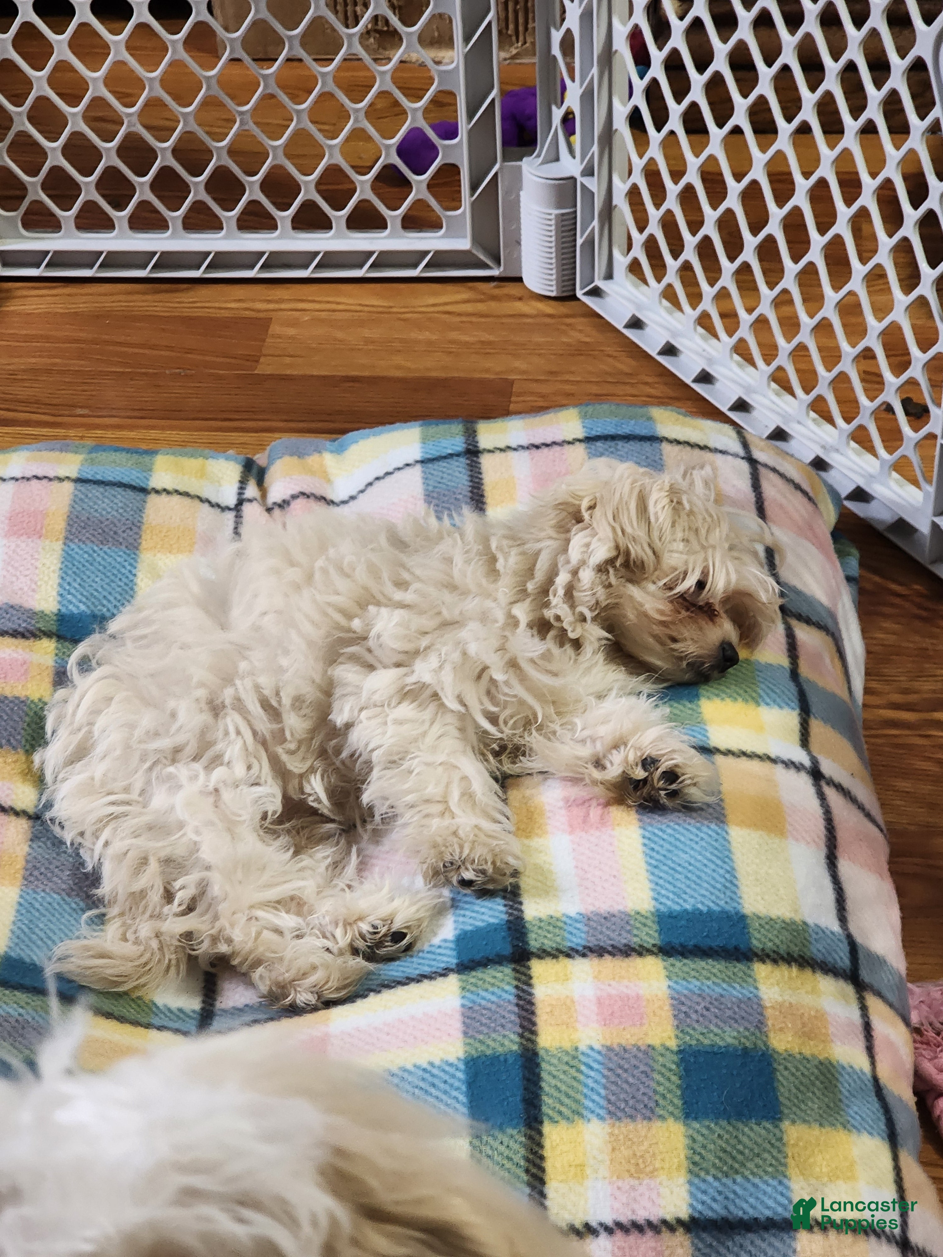 Pomapoo dogs Aubrey  - Ad 29