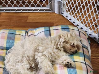 Pomapoo dogs Aubrey - Ad 29