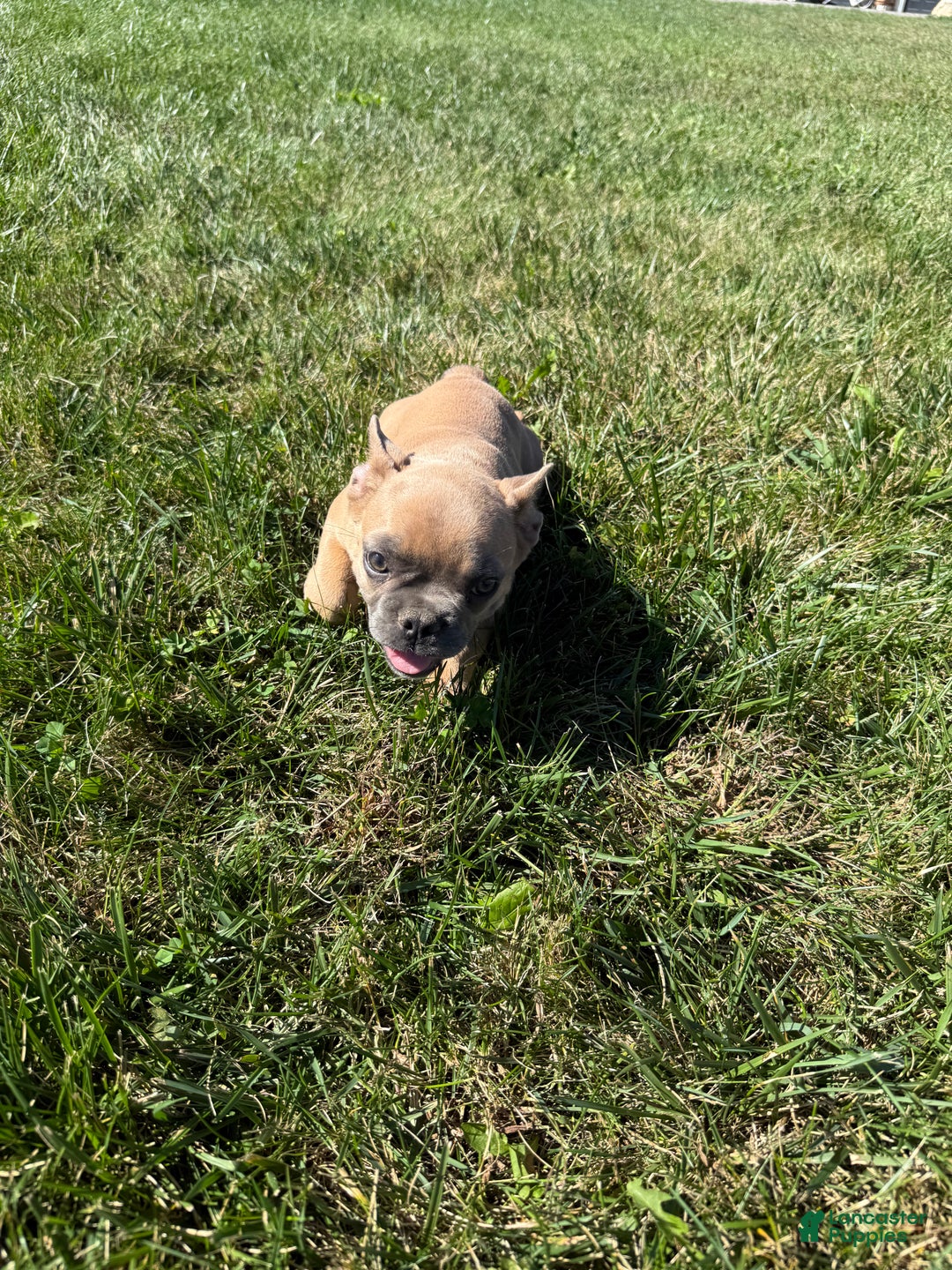 French Bulldog dogs for sale: Susan - Ad 13