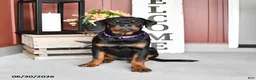Rottweiler dogs for sale: Renee - Ad 3