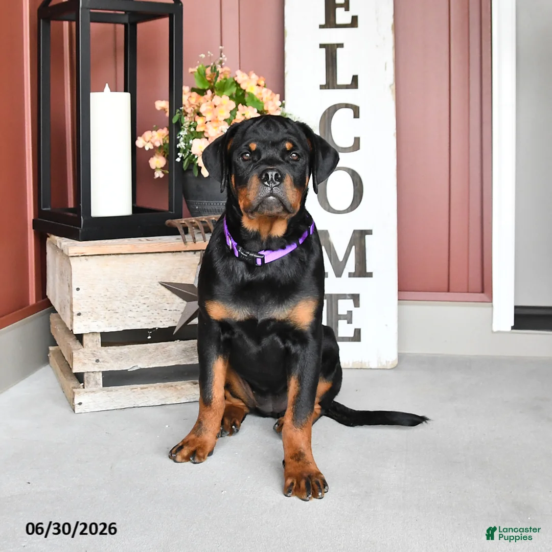 Rottweiler dogs for sale: Renee - Ad 3