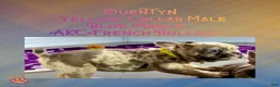 French Bulldog dogs for sale: Quentyn “Yellow” Collar, Male - Ad 9
