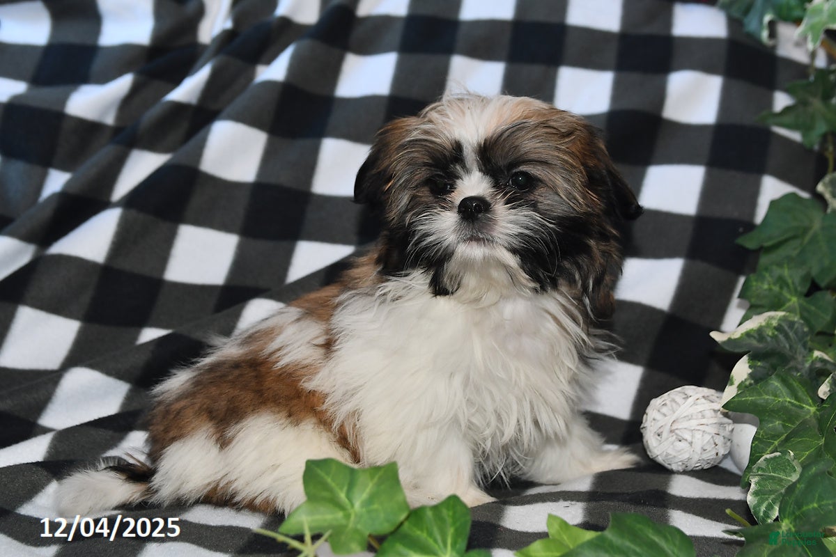 Shih Tzu dogs Tammy - Ad 34
